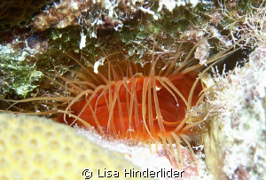 Fire Clam at Karpata -Bonaire by Lisa Hinderlider 